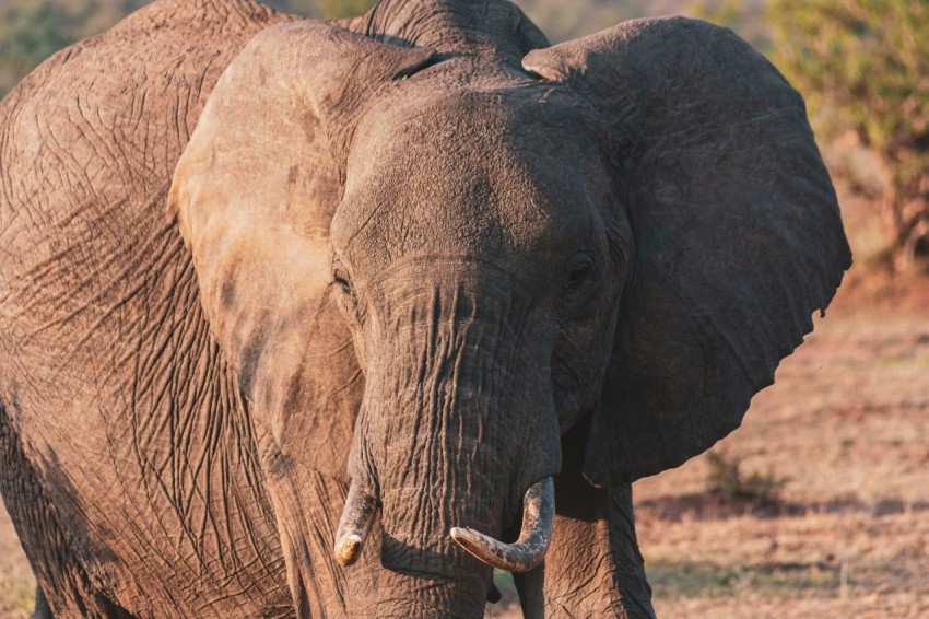 brown elephant walking on brown grass field during daytime