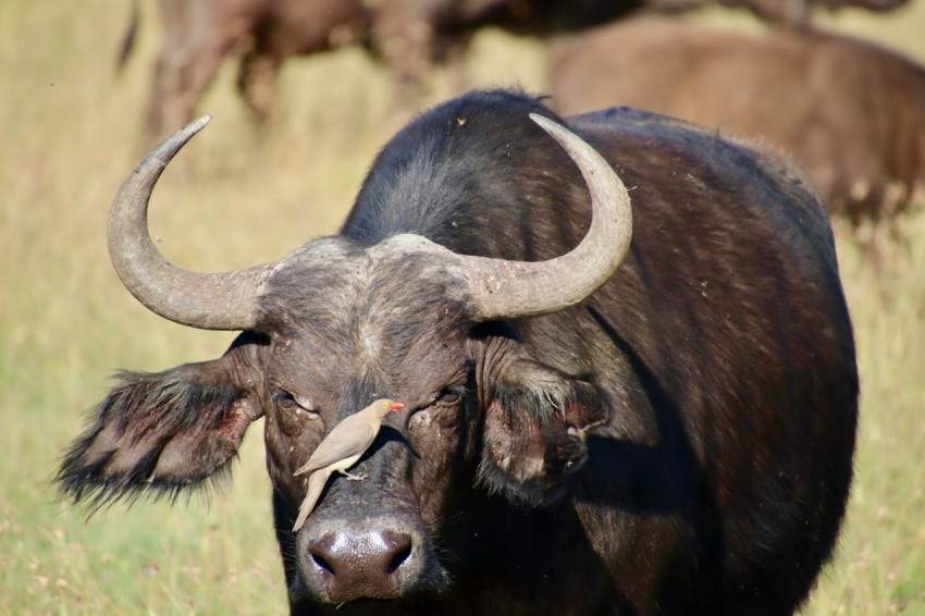 black water buffalo on green grass field during daytime