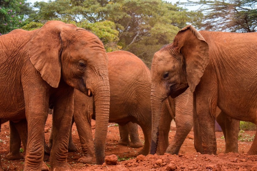 a herd of elephants standing on top of a dirt field