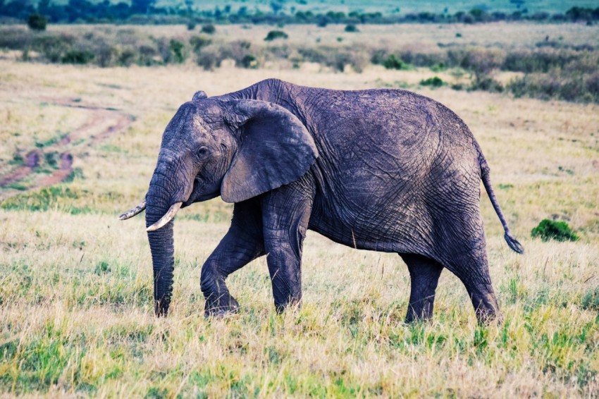 an elephant walking through a grassy field with trees in the background