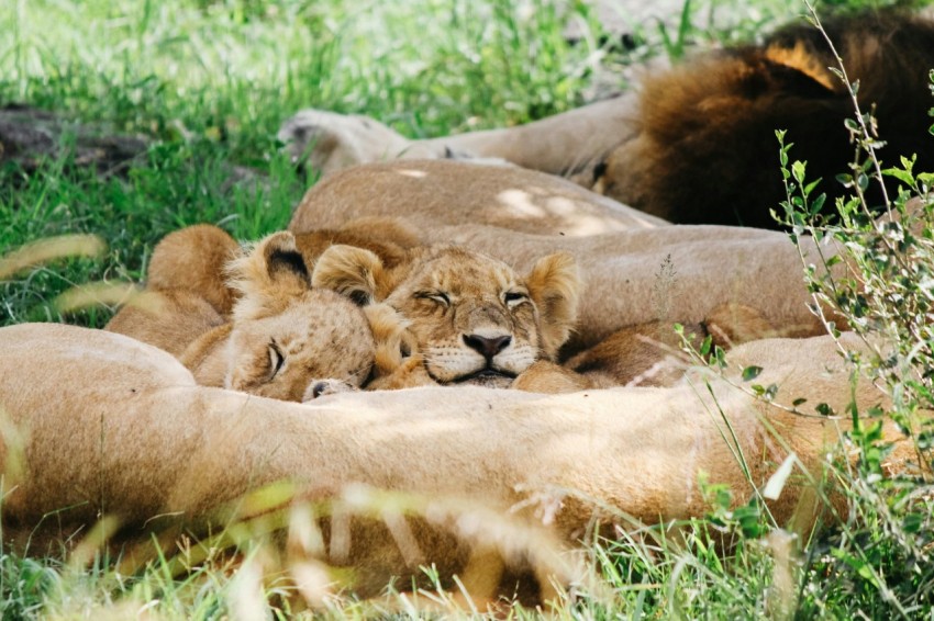 a group of lions laying on top of a lush green field