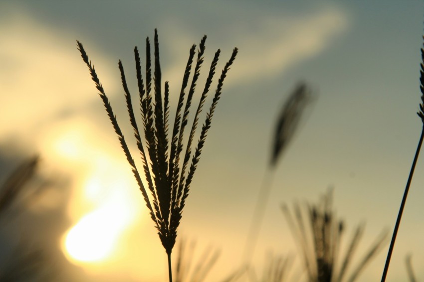 a close up of a plant with the sun in the background