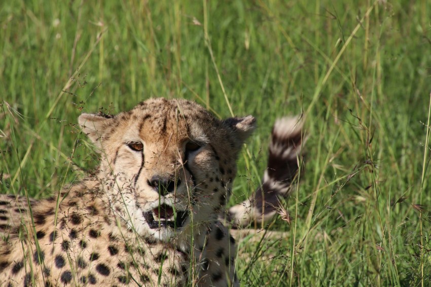 cheetah walking on green grass field during daytime