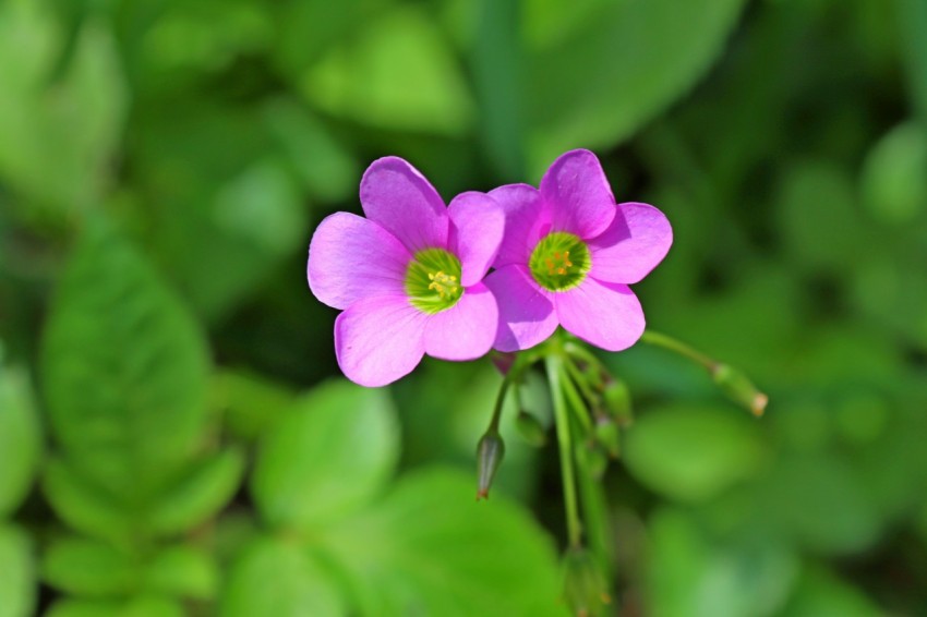 a couple of pink flowers sitting on top of a lush green field