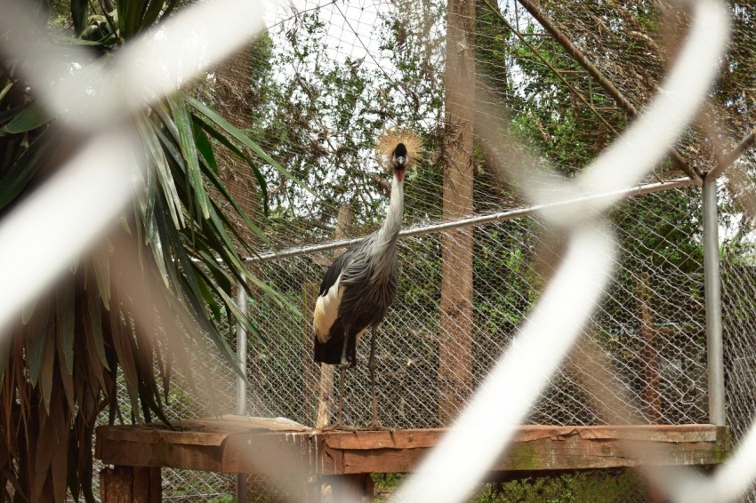 a large bird standing on top of a wooden platform LX2LaaIWu