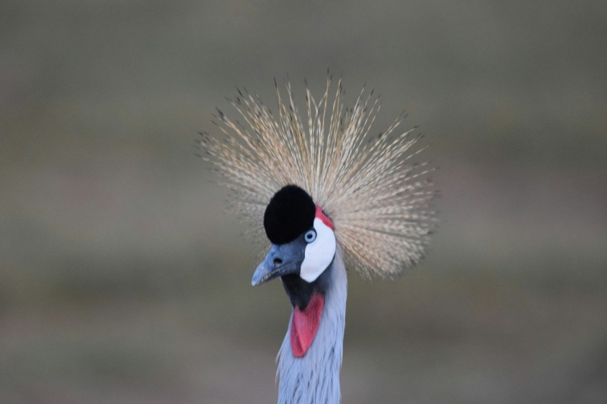 a close up of a bird with a black hat on its head Zl