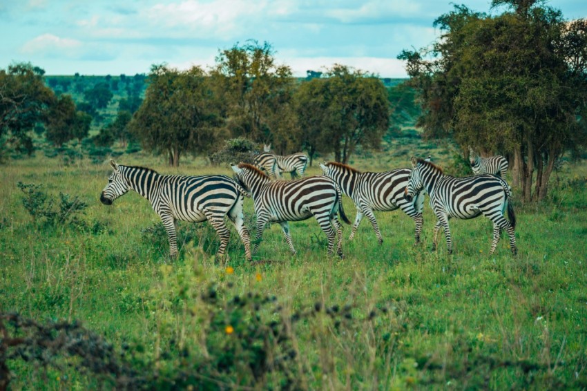 a herd of zebra standing on top of a lush green field