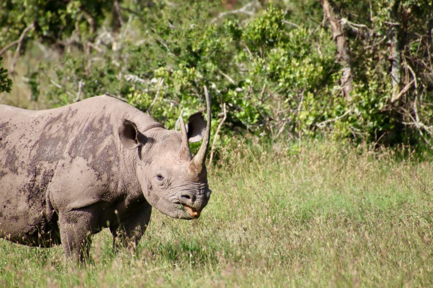 brown rhinoceros on green grass field during daytime