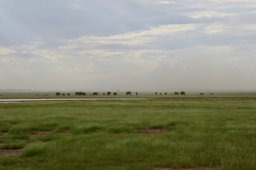 green grass field under white clouds during daytime