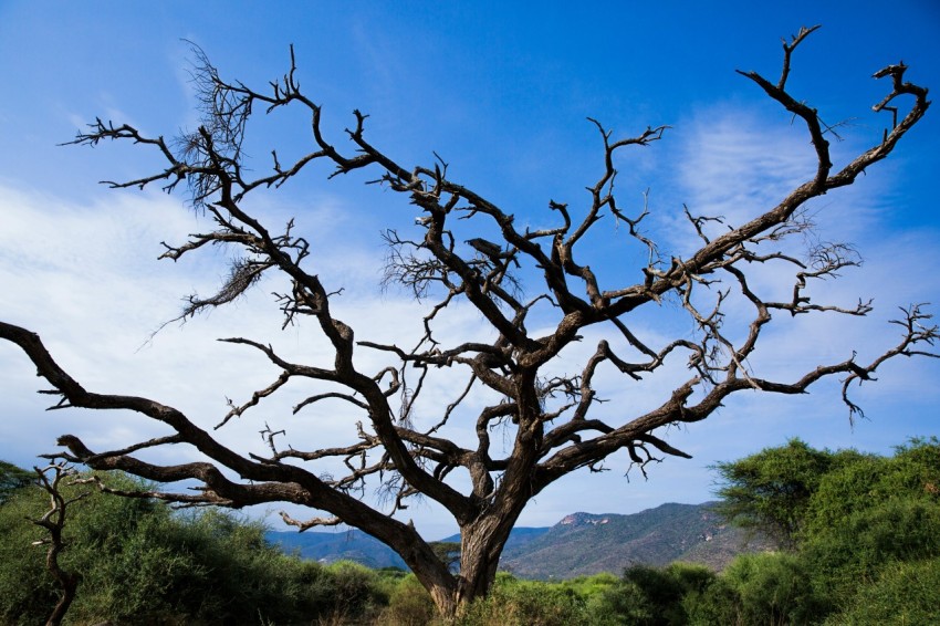 a dead tree in a field with mountains in the background d