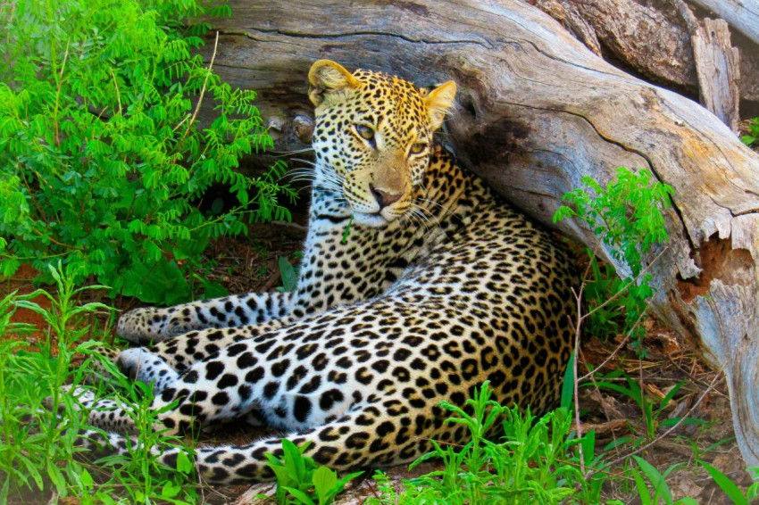 a large leopard laying on the ground next to a fallen tree