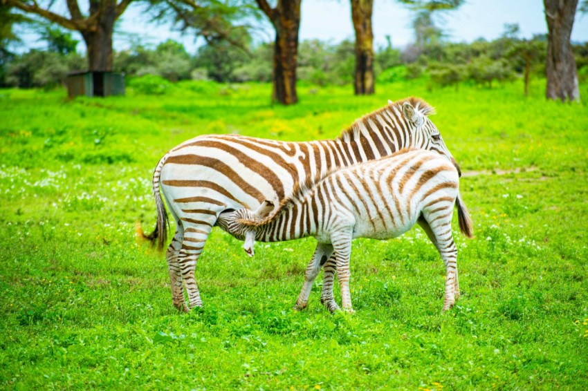 a couple of zebra standing on top of a lush green field