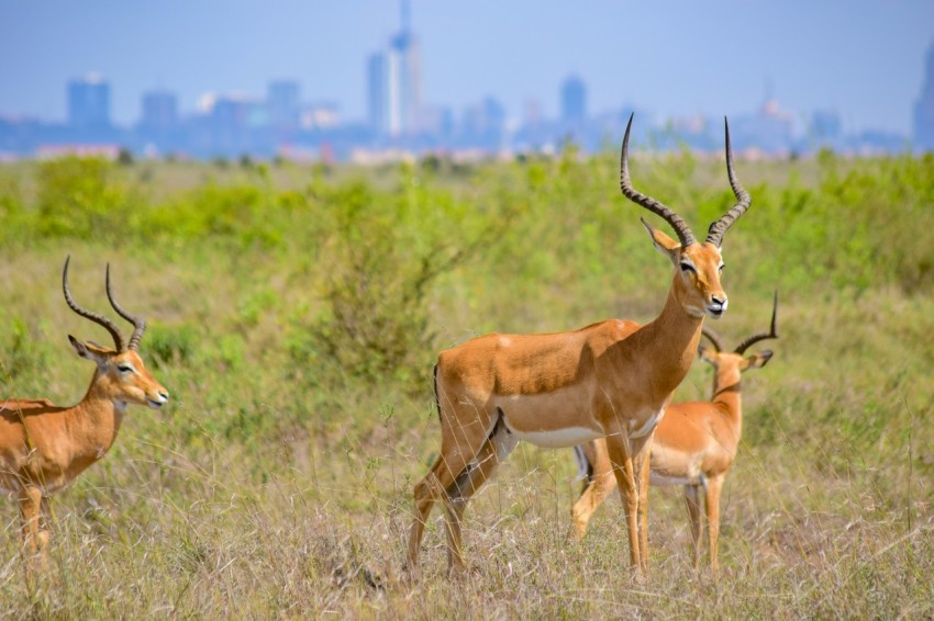 a herd of antelope standing on top of a grass covered field