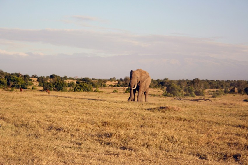 brown elephant on brown grass field during daytime 9