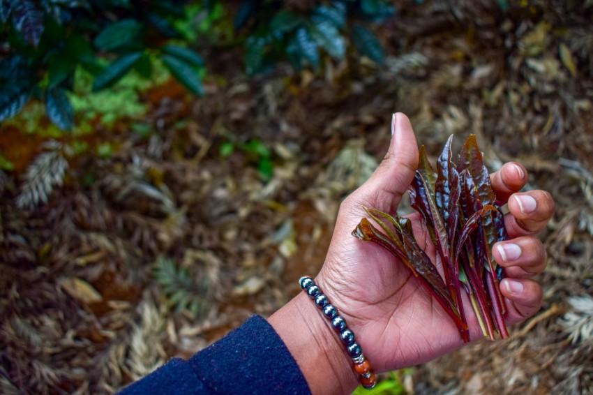 a person holding a bunch of small plants in their hand