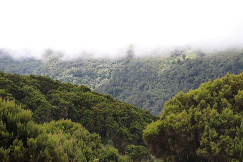 a lush green forest filled with lots of trees Zdqeyqrp