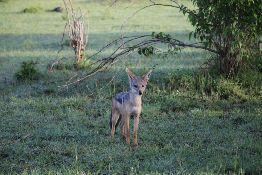 a small deer standing on top of a lush green field oEyF4