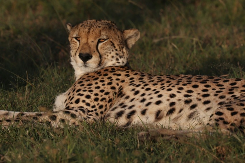 a cheetah laying in the grass with its eyes closed B