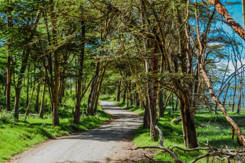 gray concrete road in between green trees during daytime oG6GvvLu