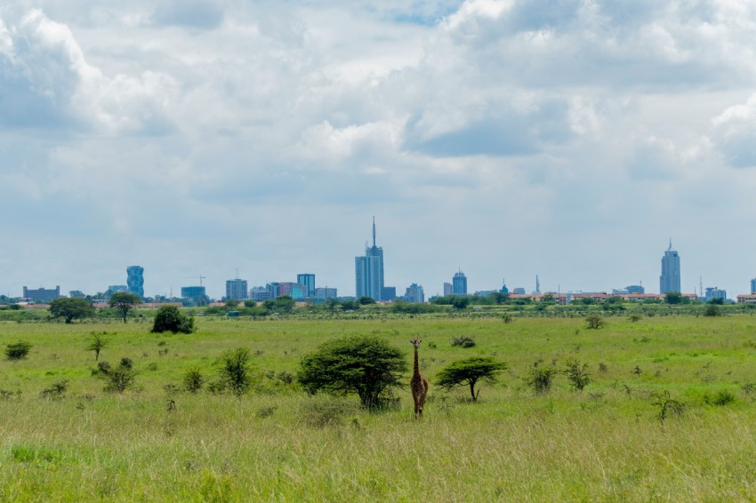 green grass field with green trees and buildings in distance under white clouds and blue sky