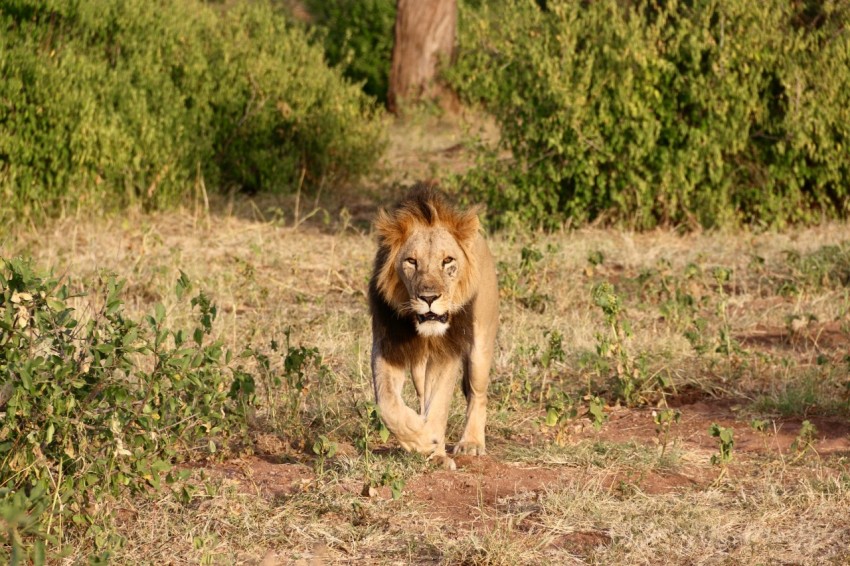 a lion running through a field with bushes in the background