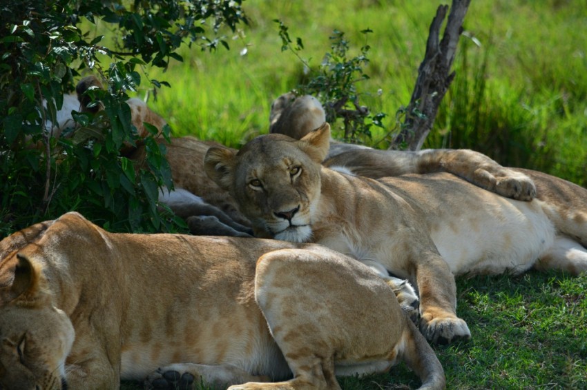 a couple of lions laying on top of a lush green field ZgYi