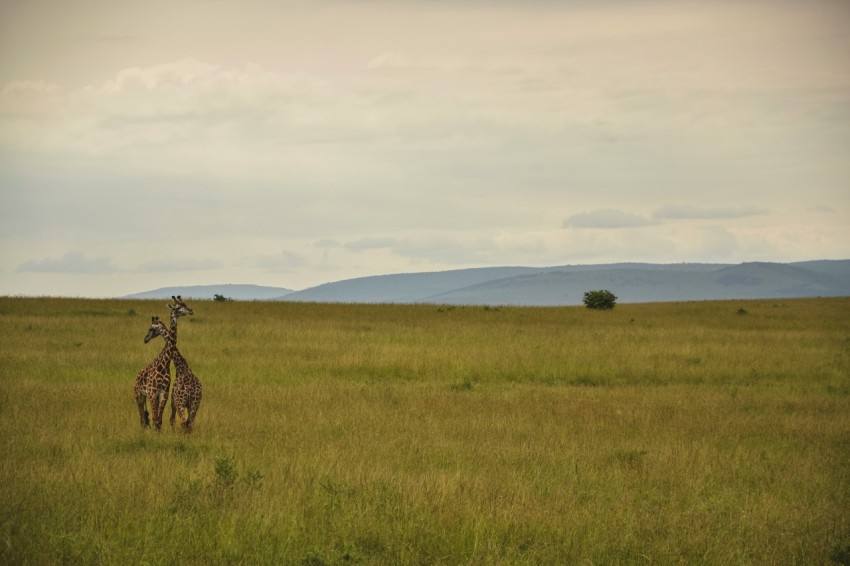 a couple of giraffe standing on top of a lush green field