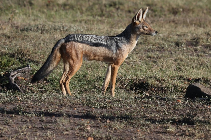 brown and black fox walking on brown grass field during daytime