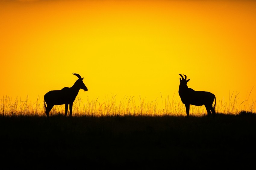 two antelope silhouetted against the setting sun EbNgg8eOV