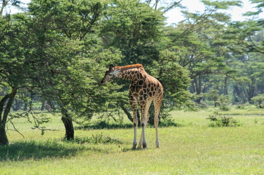 a giraffe standing in the middle of a lush green field