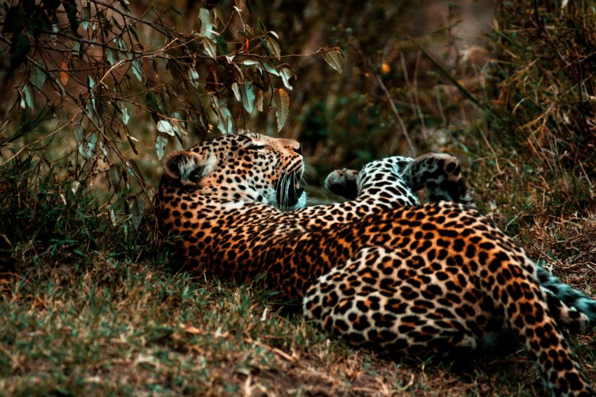 brown and black leopard lying on brown grass during daytime