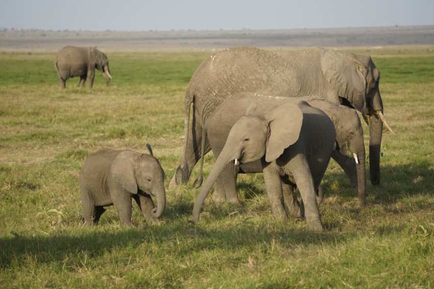 three elephants on green grass field during daytime