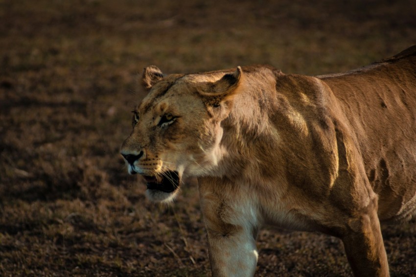 brown lioness on brown grass field during daytime od3