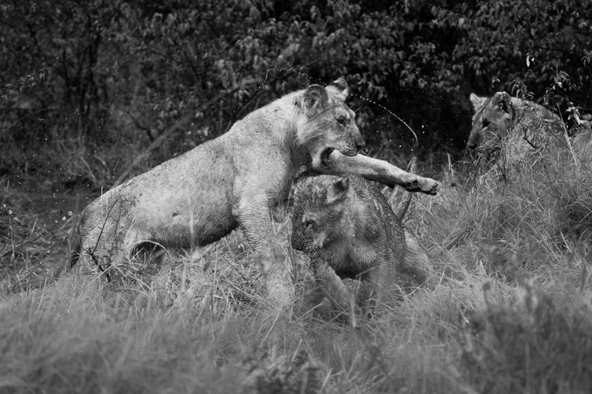 grayscale photo of lion and lioness on grass field EY4PnIXr