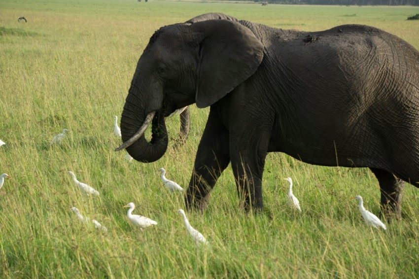 a large elephant walking through a lush green field