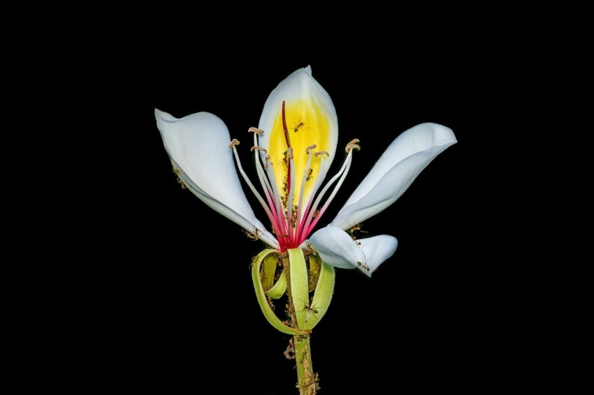 a white flower with yellow stamen on a black background UwaH