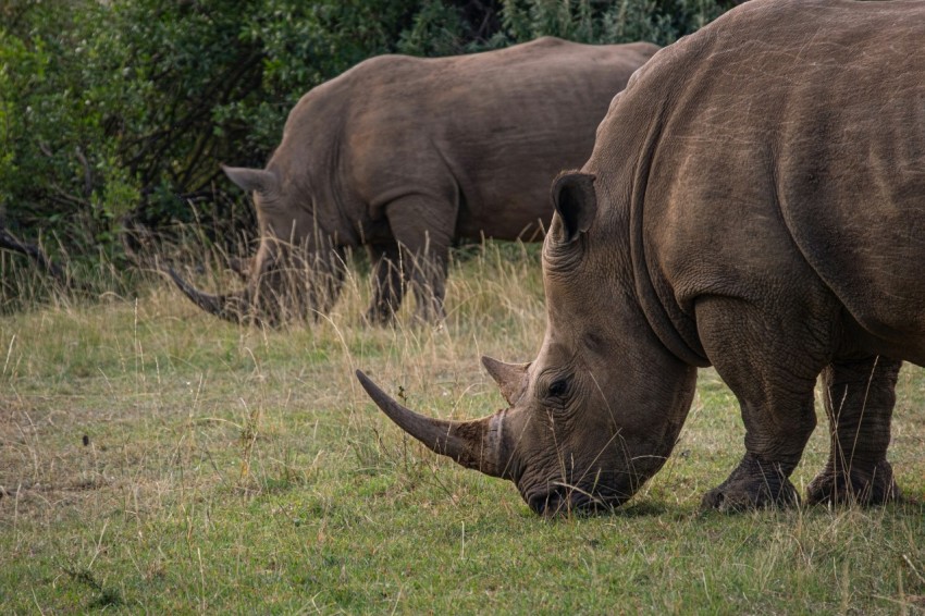 brown rhinoceros on green grass field during daytime FCGwoX