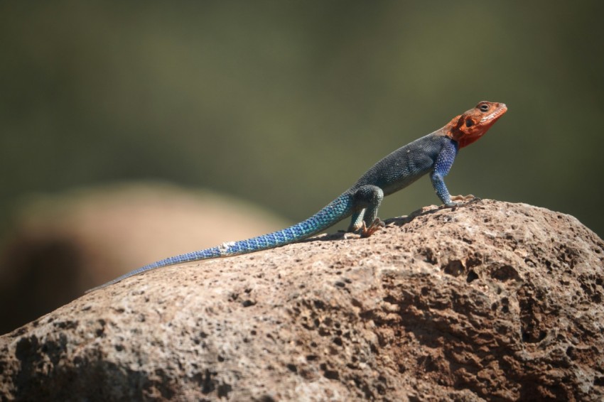 a blue and orange lizard sitting on top of a rock 3