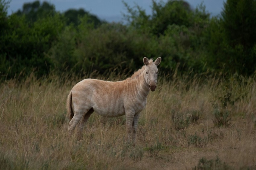 brown and white horse on brown grass field during daytime omB