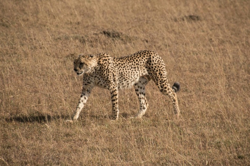 a cheetah walking across a dry grass field i42cPpBDW