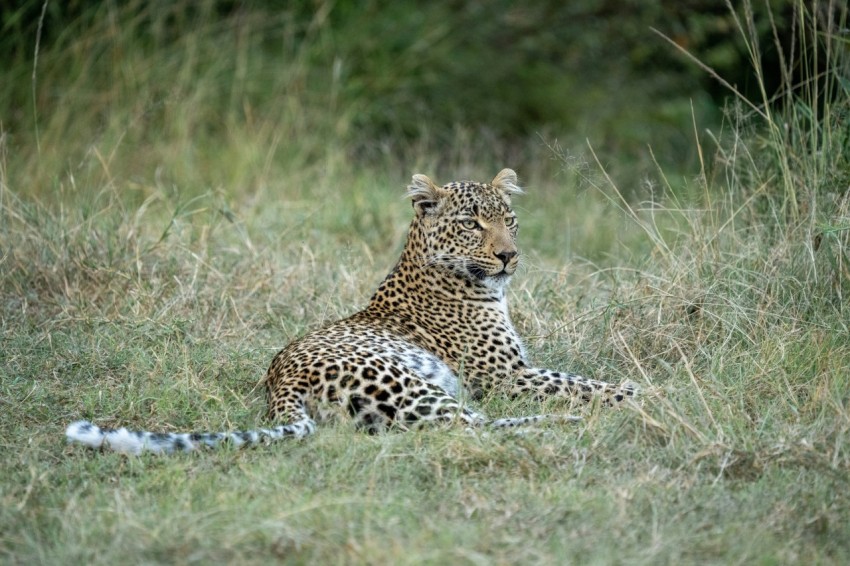 leopard lying on brown grass during daytime xLuNzxE