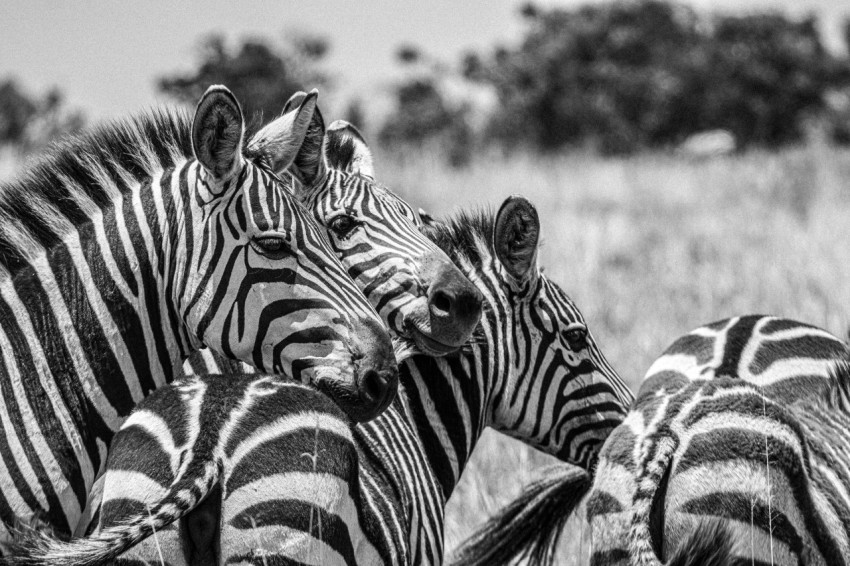 a group of zebra standing next to each other on a field