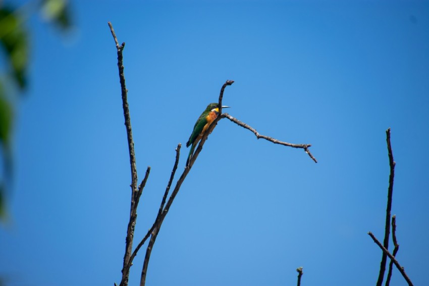 green and yellow bird on brown tree branch during daytime