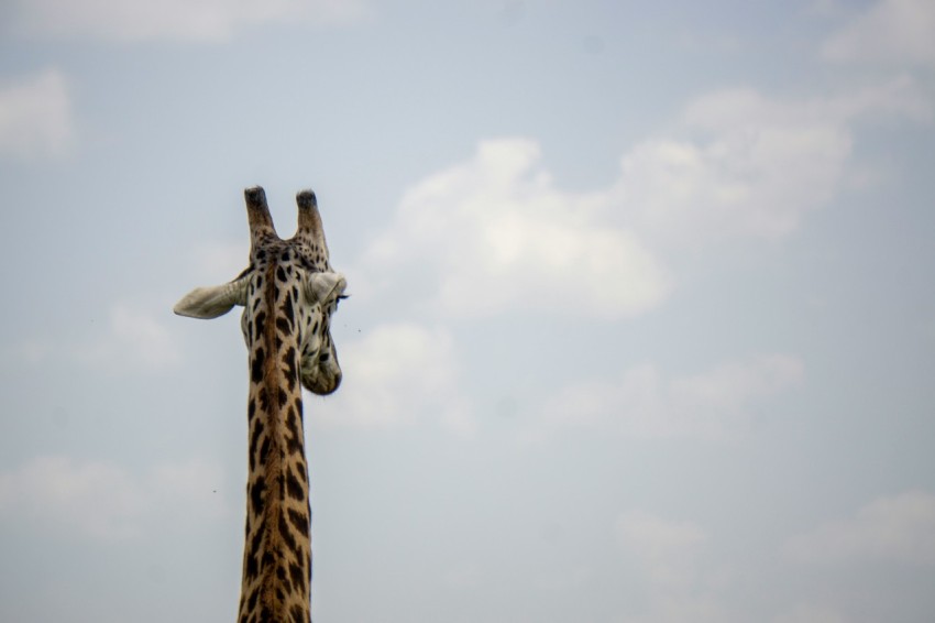 brown and black giraffe under white clouds during daytime