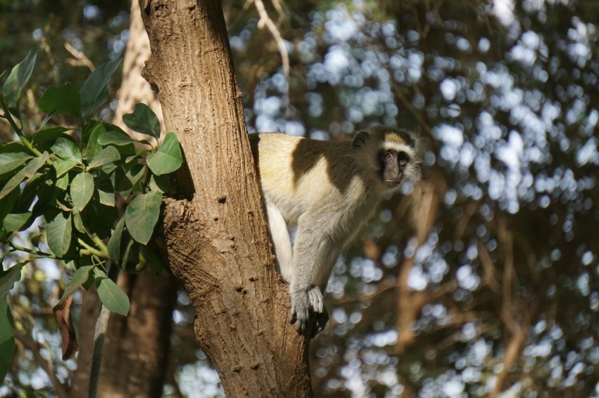 white and black monkey on brown tree branch during daytime