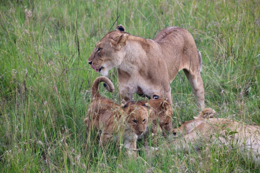 a couple of lions standing on top of a lush green field