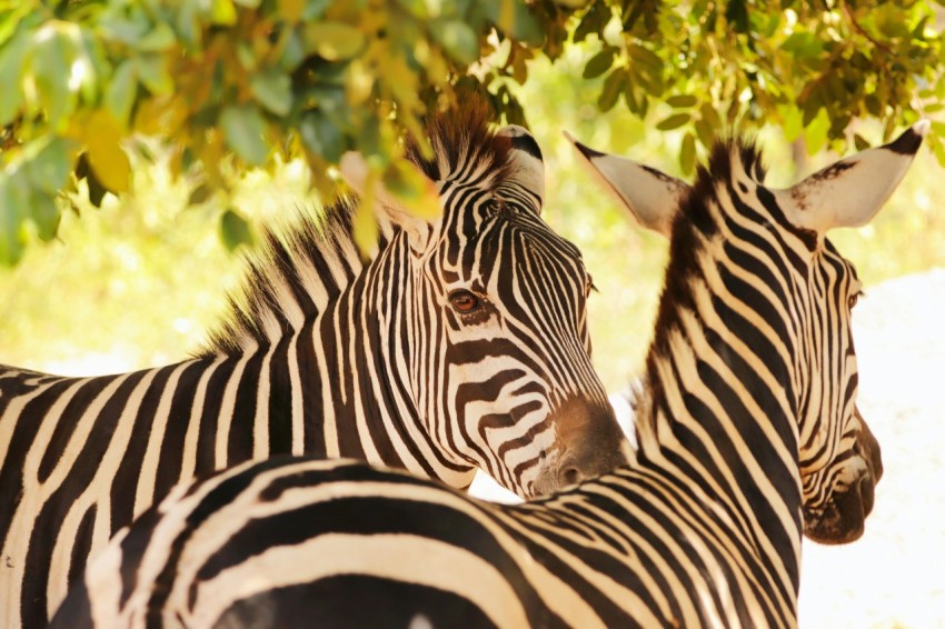 a couple of zebra standing next to each other under a tree ZovJSK