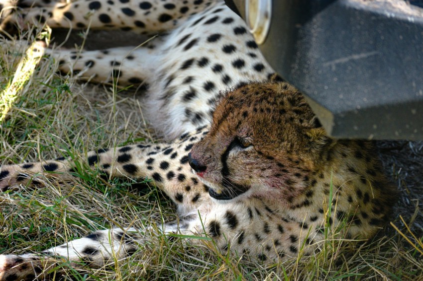 brown and black cheetah lying on green grass during daytime