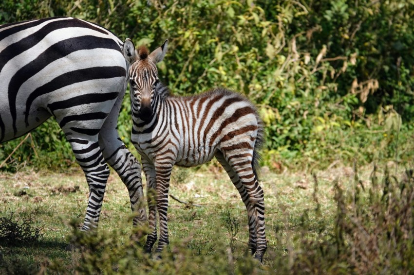 a baby zebra standing next to an adult zebra s7ef7XU