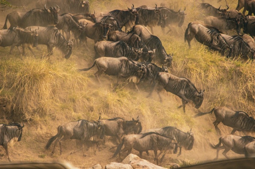 a herd of wildebeest running across a dry grass field